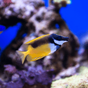 Mini Burittowater Tacoshark