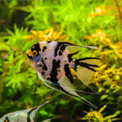 Junglewater Predator
