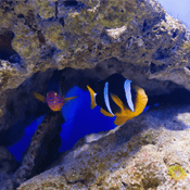 Scary Fish
