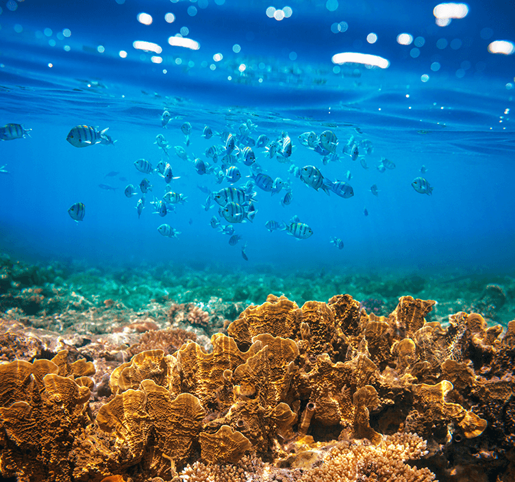 Large Image