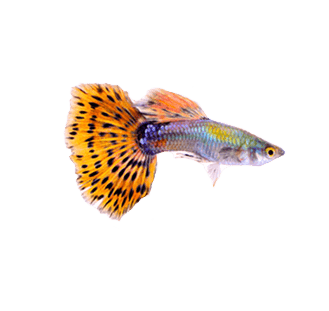 Leopard Danio