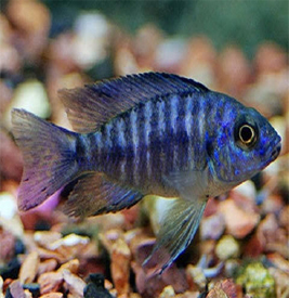 African Peacock cichled