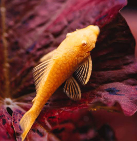 Albino Bristlenose Pleco