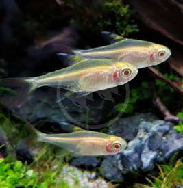 Albino Pristella Tetra