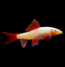 Albino Rainbow Shark