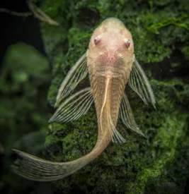 Albino Sucker Catfish