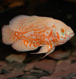 Albino Tiger Oscar
