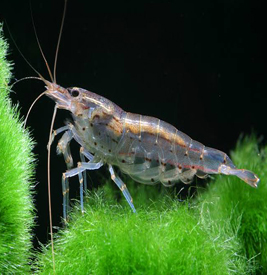 Ammano Shrimp