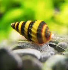 Assasin Snail