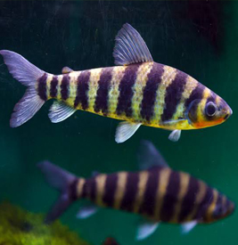 Banded Leporinus