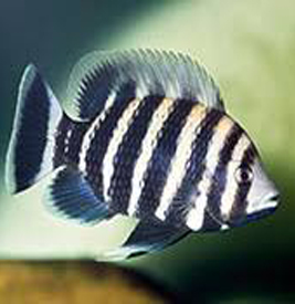 Batticoferi Cichled