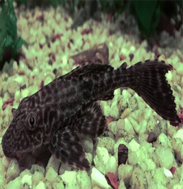 Black Sucker Catfish